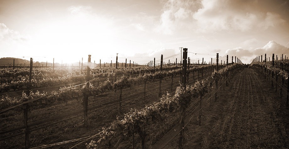 Vineyards Photo