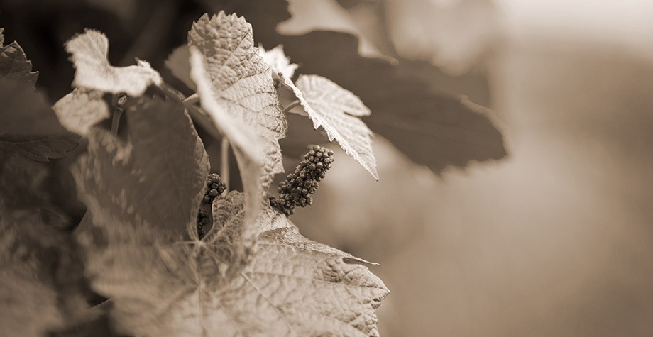 Vineyards Photo