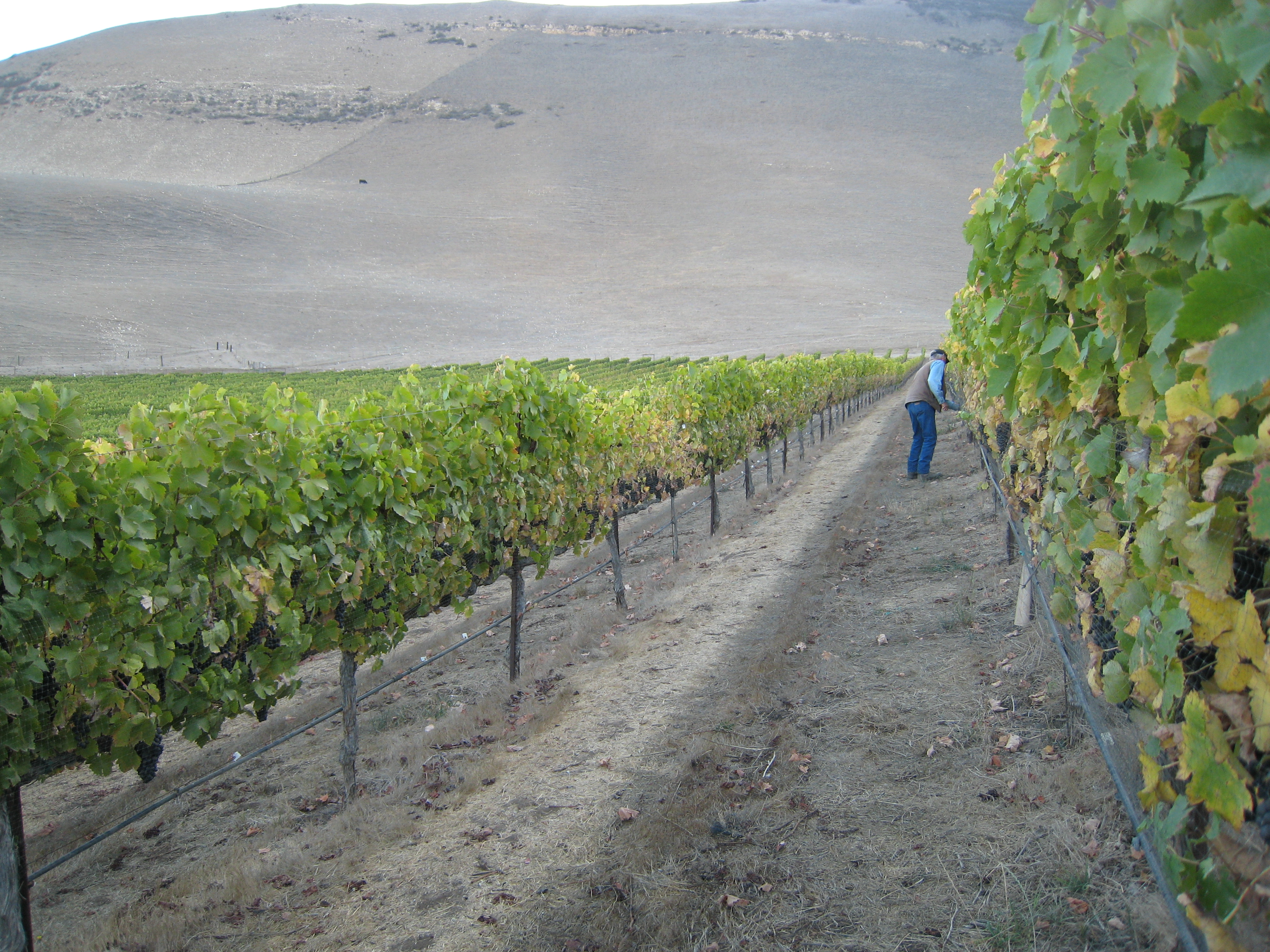 Kynsi Winery