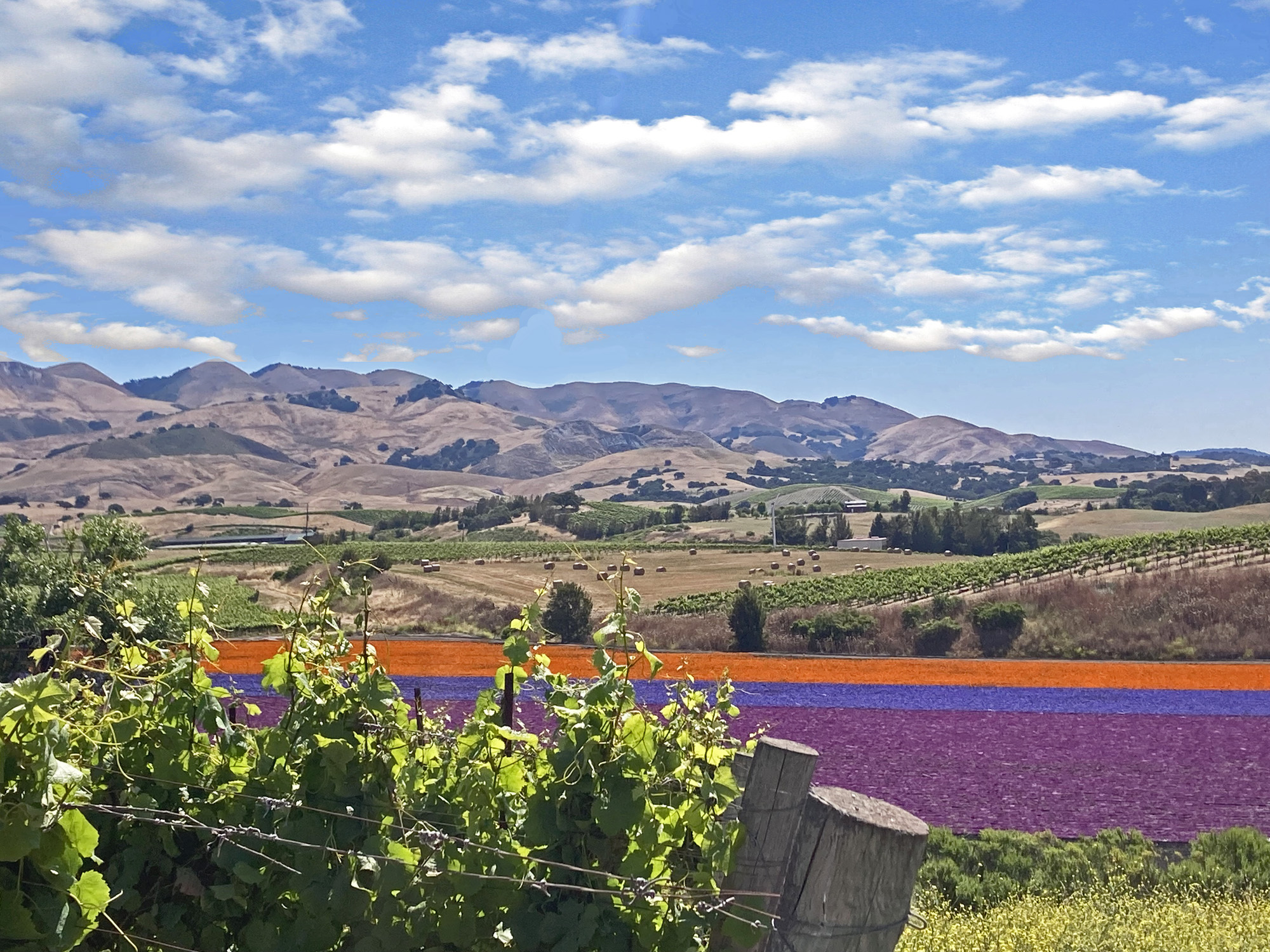 Kynsi Winery