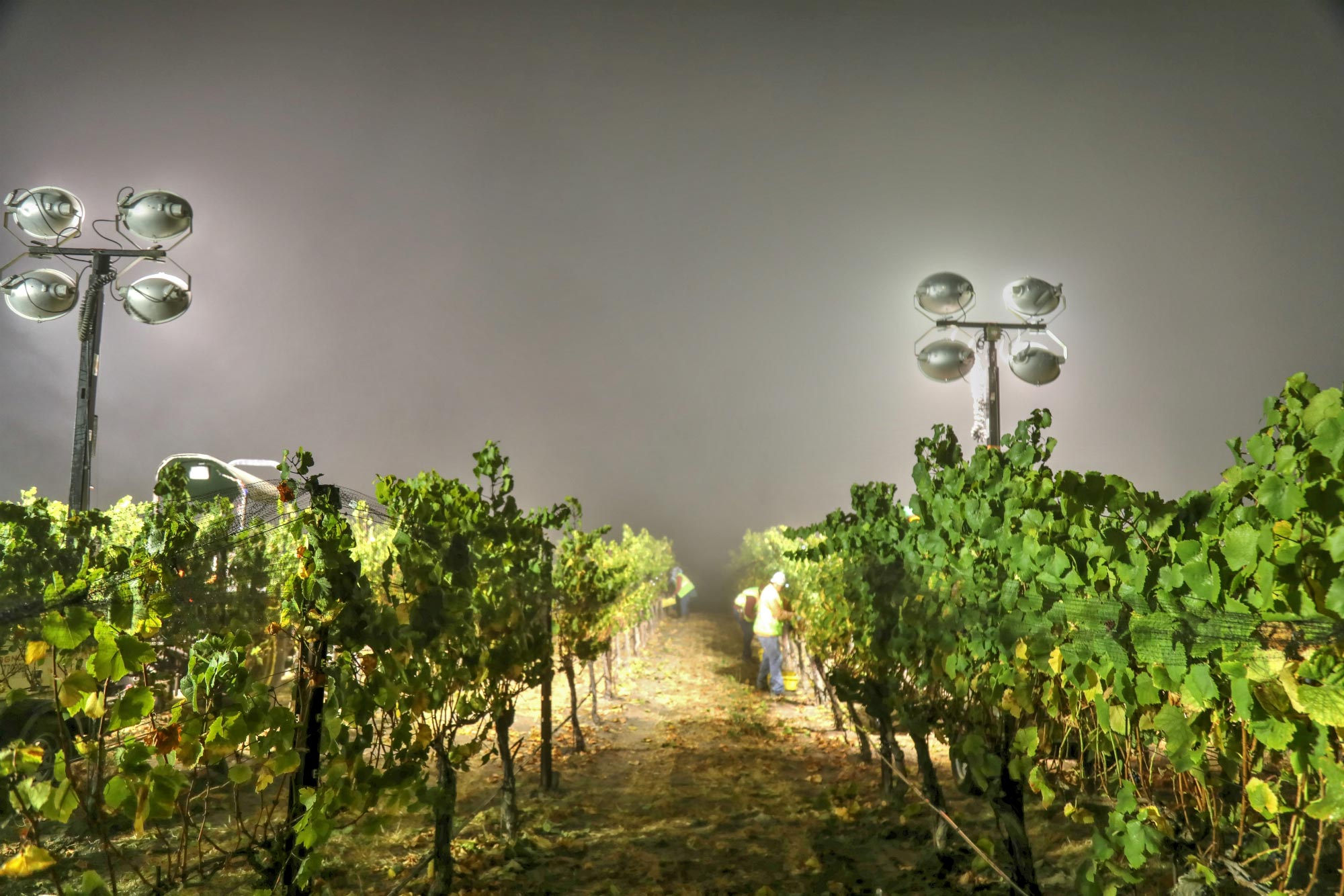 Kynsi Winery