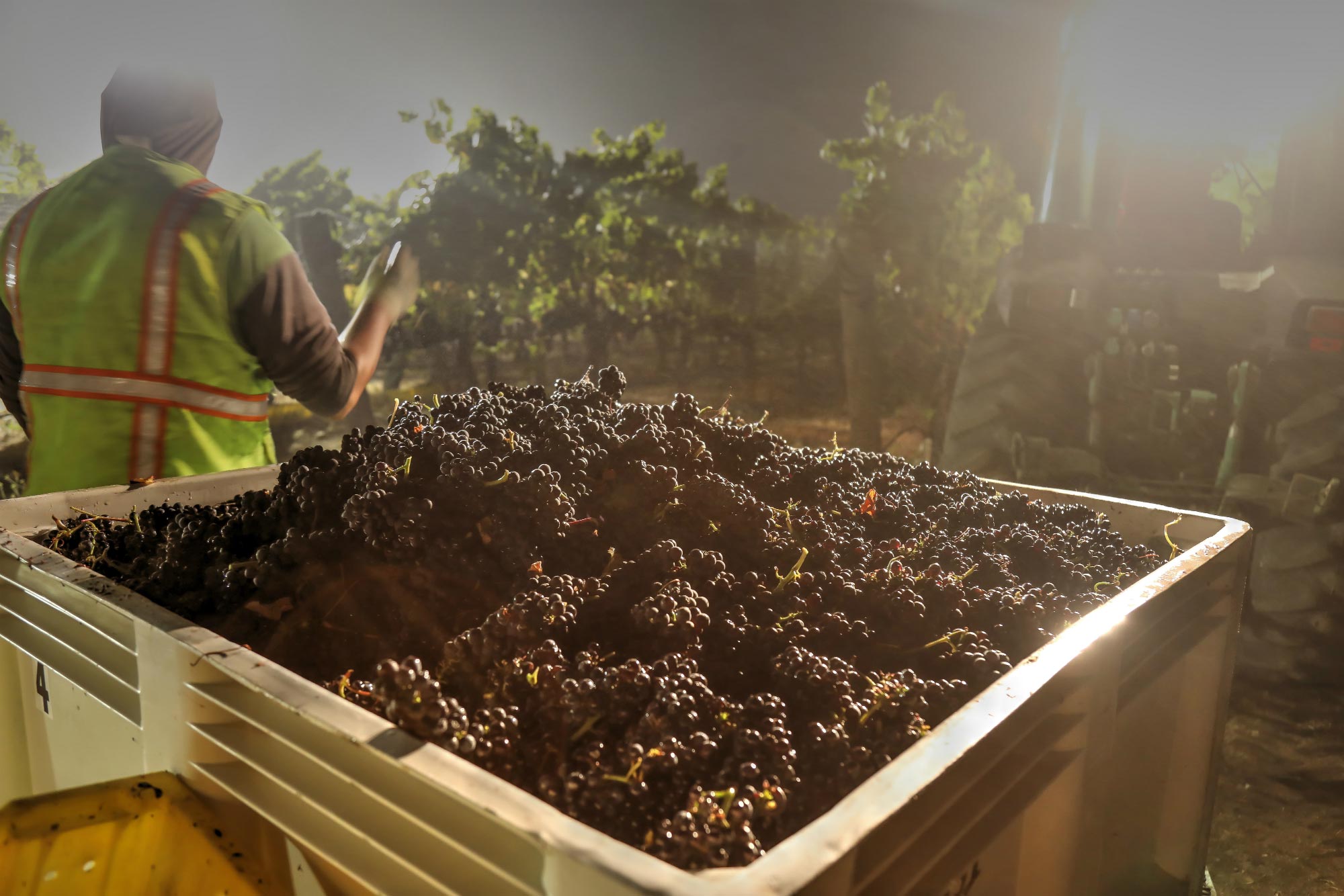 Kynsi Winery
