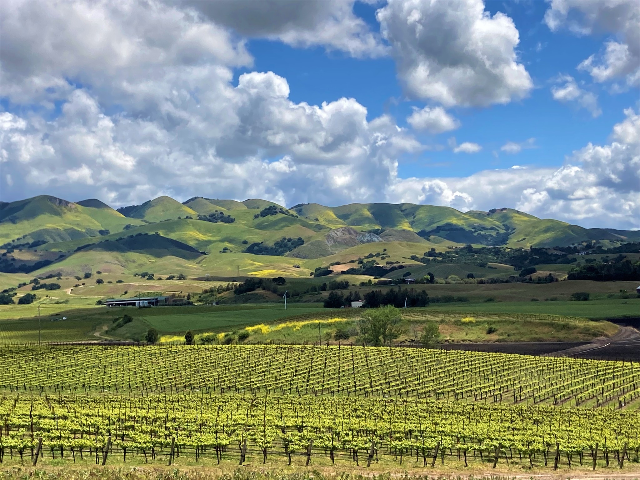 Kynsi Winery