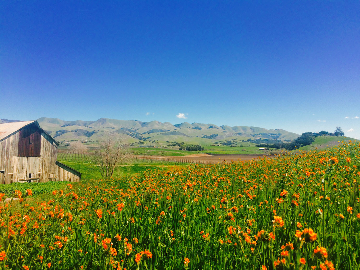 Kynsi Winery